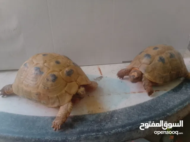 النوع / سلاحف السعر الواحدة / 8 دنانير اردني الوصف سلحفتان واحده ذكر واحده انثى  الانثى حامل