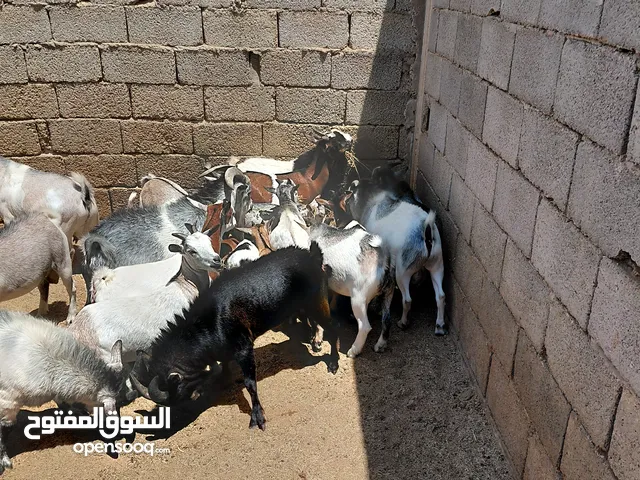 ماعز للبيع