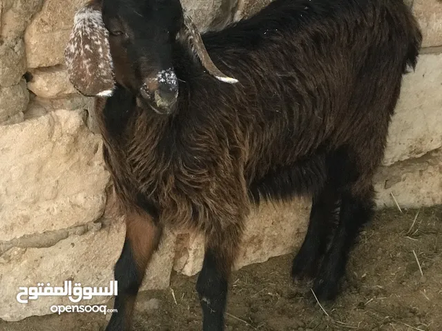 عناق عربيه للبيع