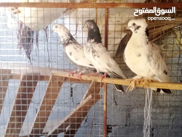 حمام باكستاني خلاب عند الطيران وجميل