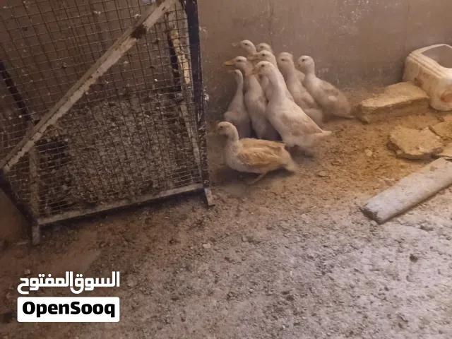 بط تركي للبيع