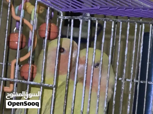 روز شبه اليف