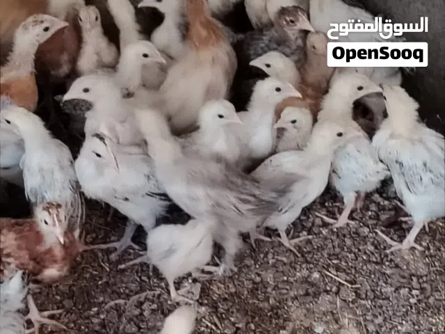 للبيع دجاج انظر التفاصيل