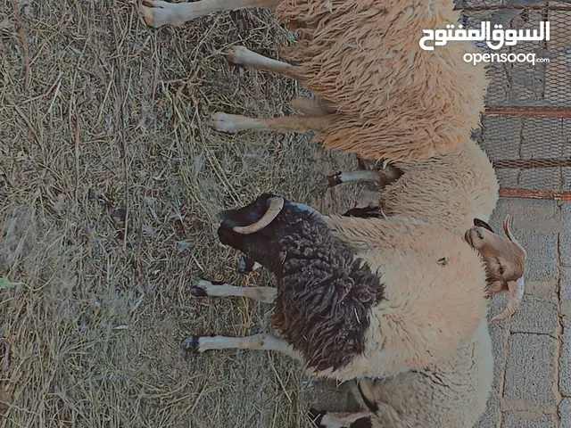 خرفان للعيد خرفان الله ايبارك