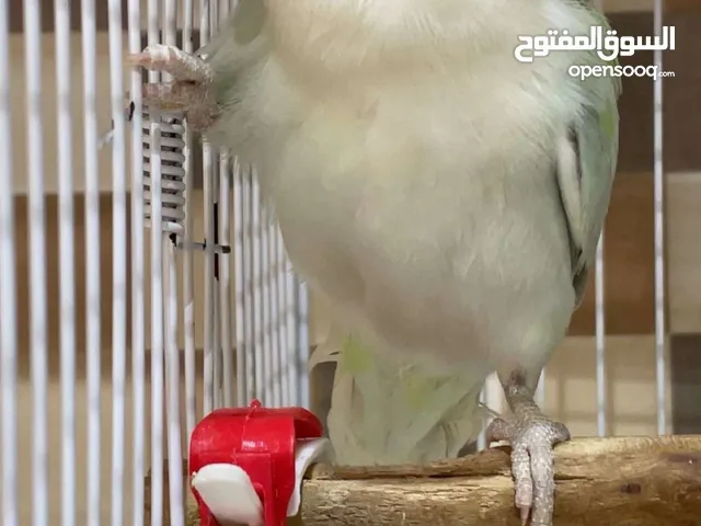 انثى روز ( ابيض وازرق وشوي اخضر )