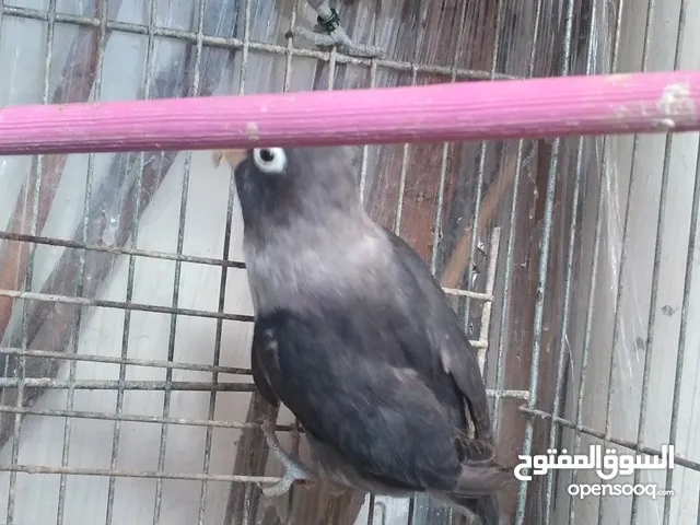 غرفه طيور مشكله