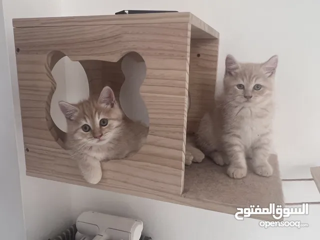 Scottish fold ears female4 months old vaccinated and with passport