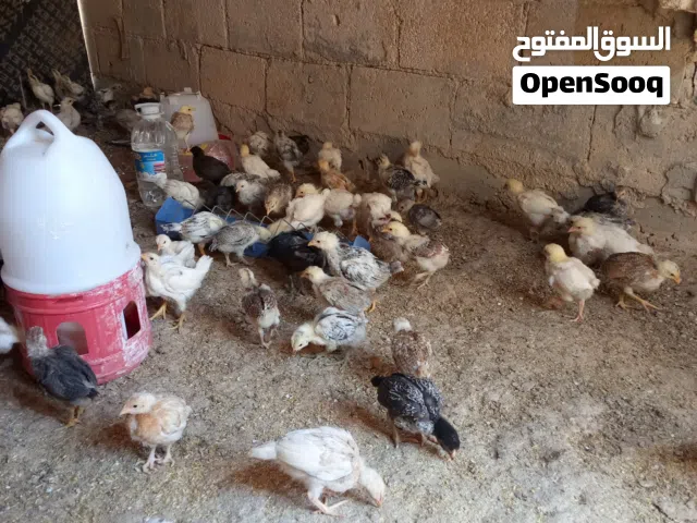 صوص عمر شهر