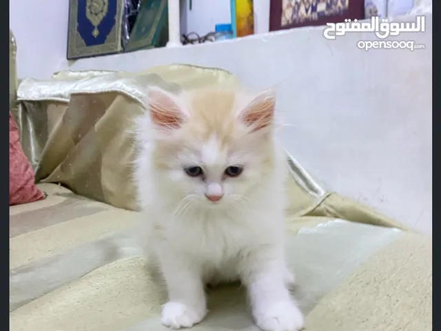 قط كيوت شيرازي بيور عسل اوي لونه مميز بيج ف ابيض بيسمع الكلام