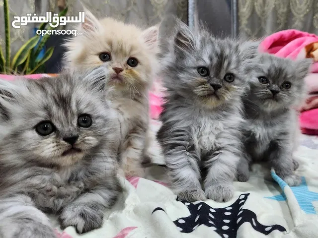 قطط للبيع : بزونة : موقع #1 للقطط في العراق : قطط كيوت : قطط صغيرة : بسس :  جميع الانواع