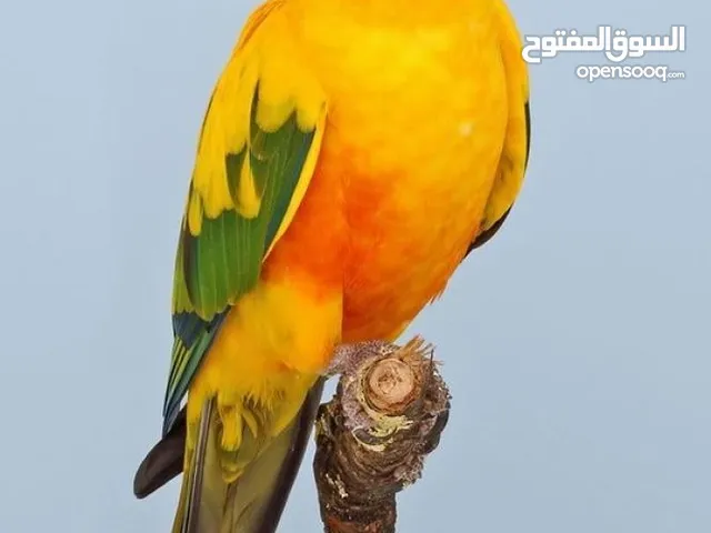 مطلوب صن كنيور او كنيور يفضل فرخ بسعر ممتاز