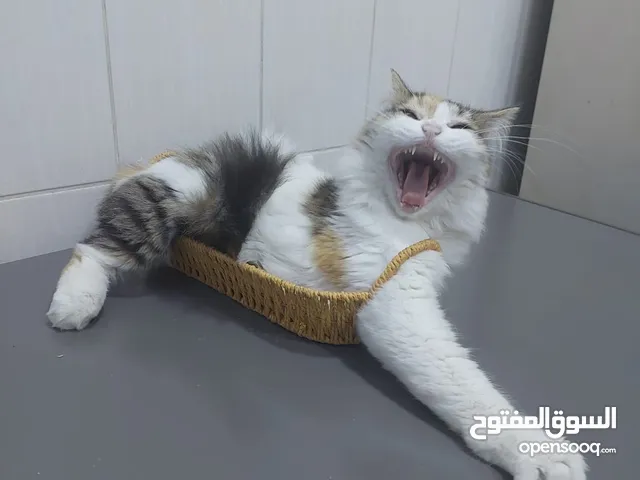 للبيع قط شيرازي اليف ولطيف بسعر مميز
