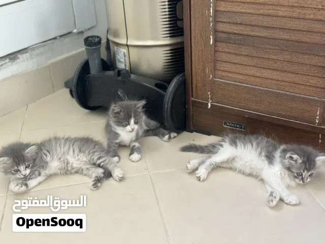سنانير ام و ولادها