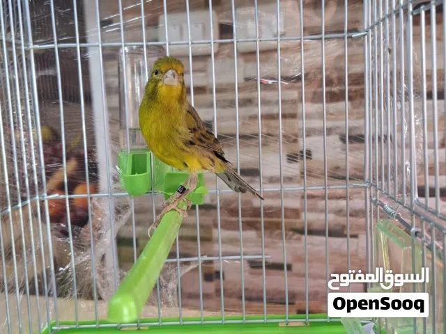 فحل كنار لون زيتي ع الاول مزبن تبارك اسم الله