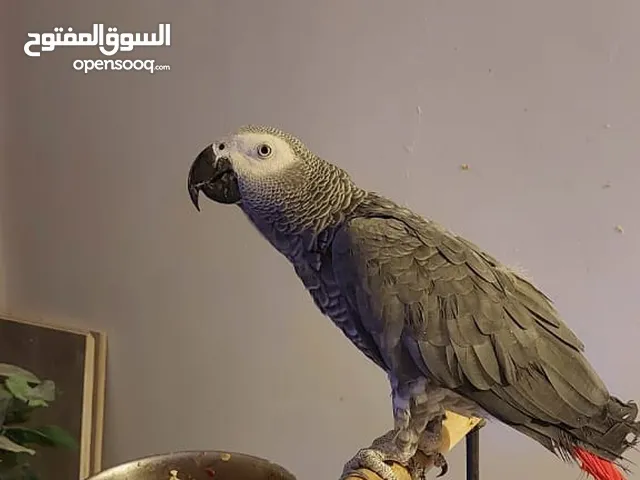 ببغاء كاسكو