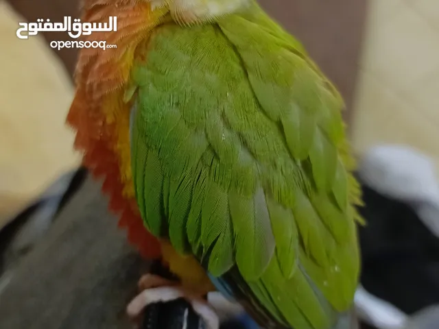 بغبغا كنيور وجه احمر Reed face