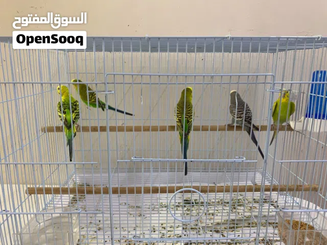 للبيع طيور البادجي