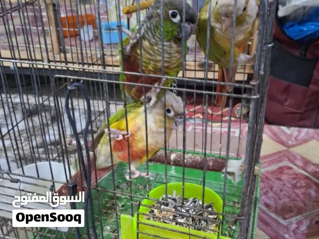 كنيور اليف فول ياكل ابحده