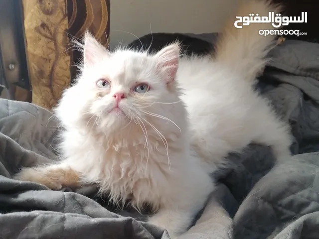 انثى هيمالايا اورنج بلو ايز العمر 4 اشهر ونص صحة ممتازة دبدوبه وشعر كثيف وطويل نظبفة واليفة