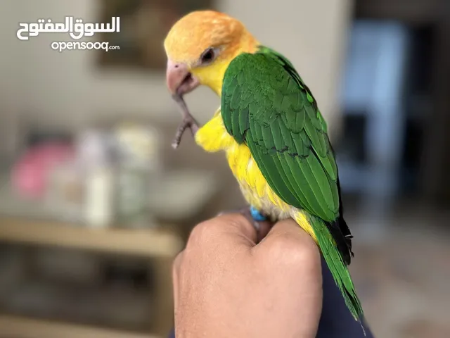ببغاء كايك وايت بيلي فرخ عمر خمس شهور