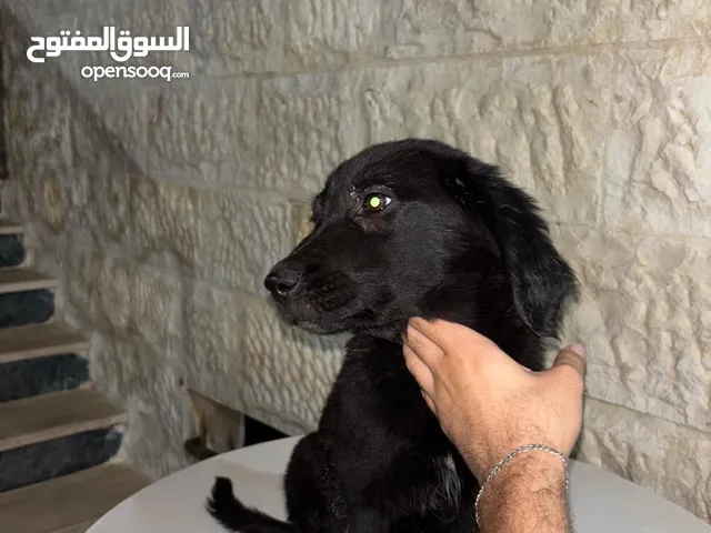جرو جولدن ريتريفر بلاك بيور للبيع