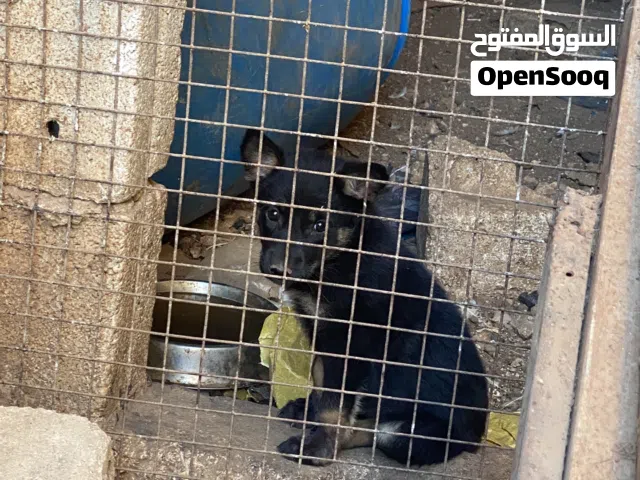 انثى جيرمن عمرها 55 يوم