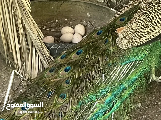 بيض طاووس مخصب