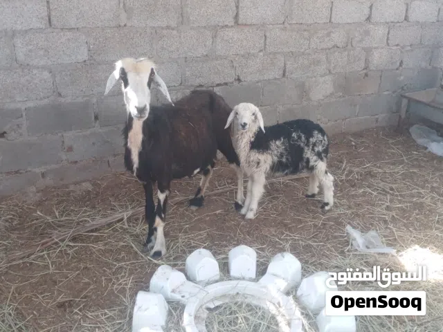 جاعده وبنتها للبيع