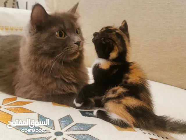 Cute kittens free adoption