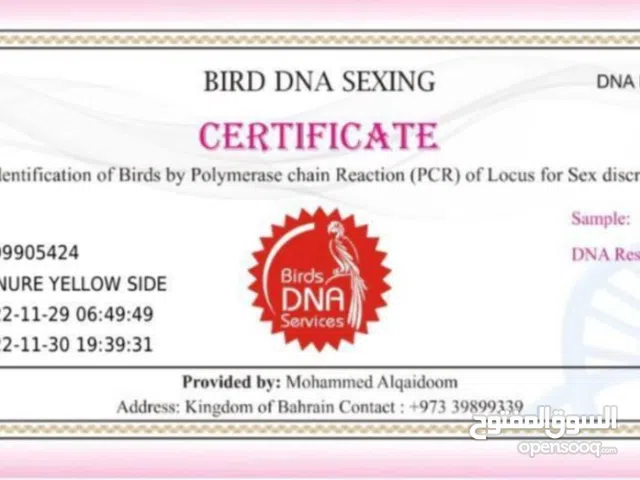 زوج كنيور منتج الذكر بلو والانثى اولو سايد