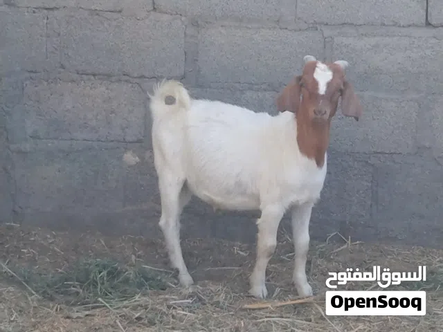 صخل وصخله بورقوت