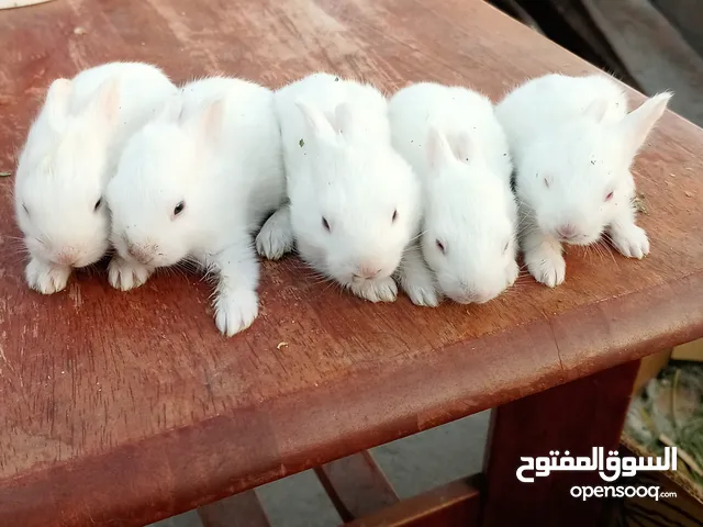 Rabbits for sale للبيع الارانب البحريني اللوان البيضاء