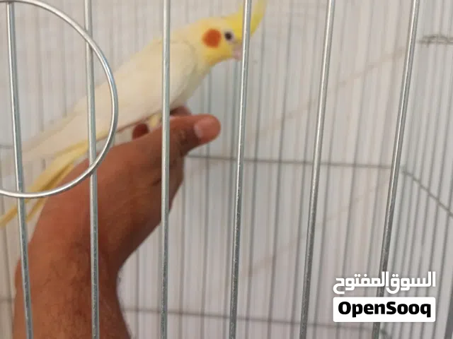 ببغاء للبيع