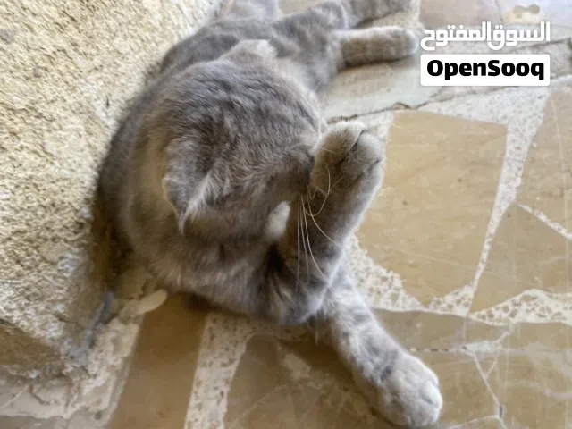 قط سكوتش فولد عمر بين سنتين إلى ثلاث سنوات