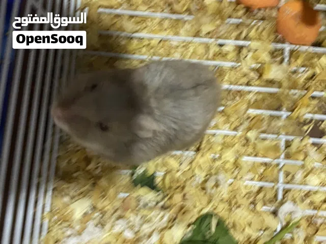 Hamster for sale very friendly with cage
