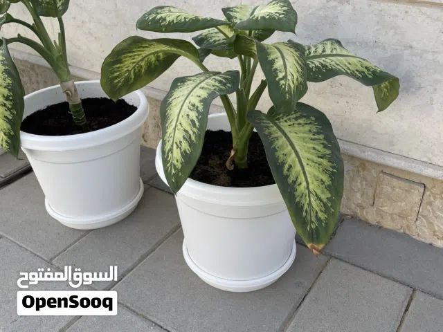 قسم الحدائق