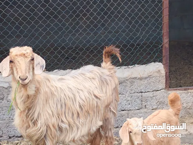 شاه جامودية مع ولدها تابع الوصف