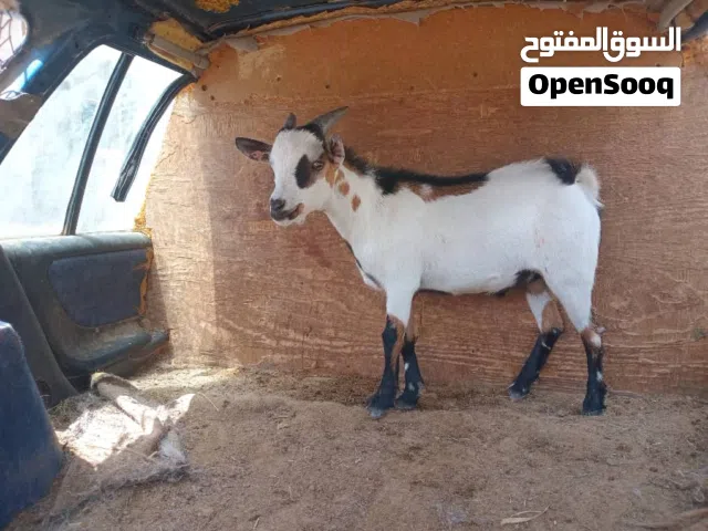 جدي كردي للبيع