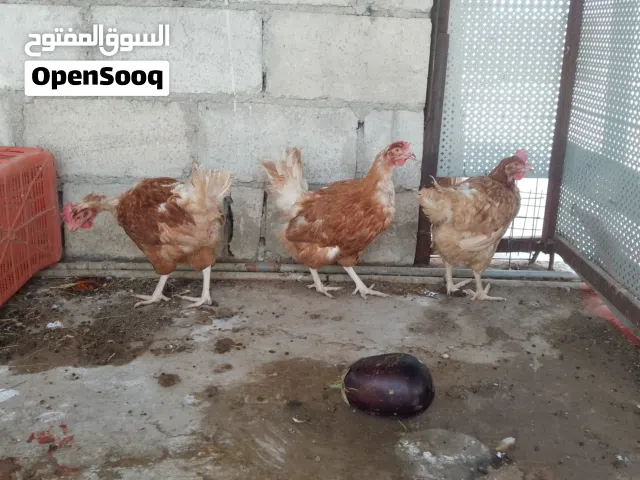 جاج احمر البياض