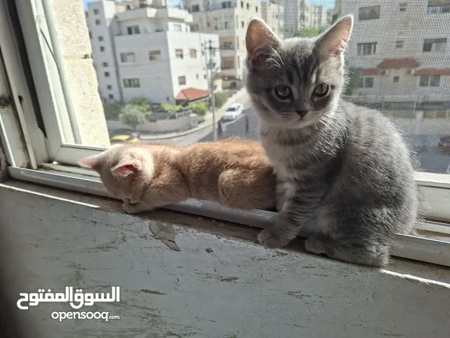 كينينز سكوتش فولد وستريت لعوبين