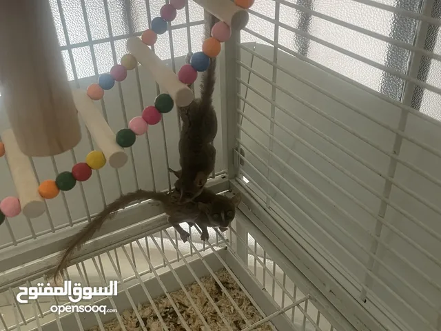 محبي النوادر بوش بيبي