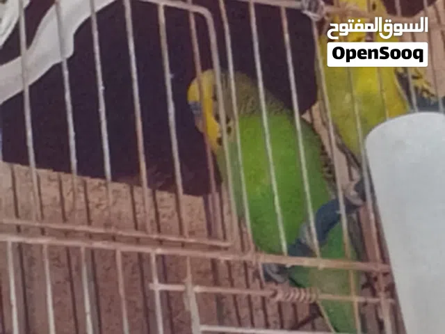 جوز طيور الحب للبدل اقرا الوصف