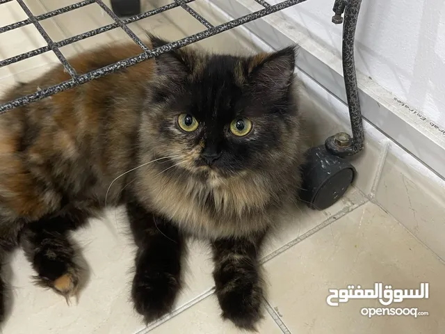 6 months Female British Brown Mixed Cat Feline Friendly قطه جميلة