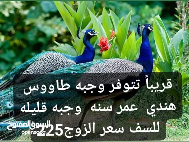 زوجين طاووس الزوج 250بيه مجال  عمر سنه صحه او نشاط