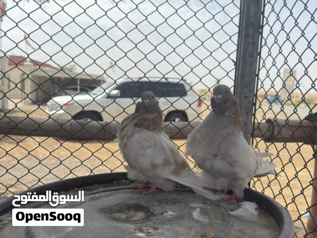حمام كشكي  منتج