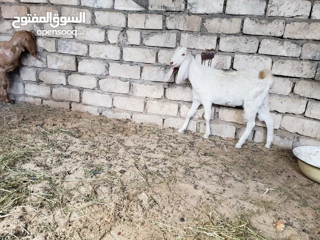 عناق هجين ع الحجازي850