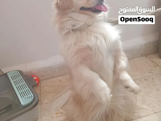 بسس وكلاب للبيع