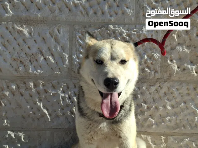 كلب هاسكي سيبيري