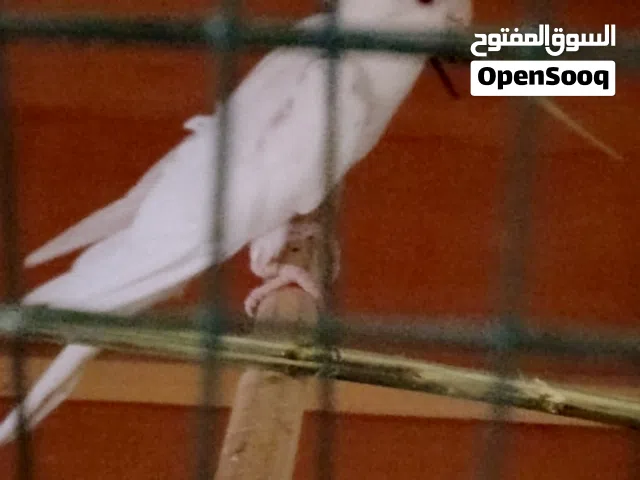 زوج كوكتيل بينو ابيض