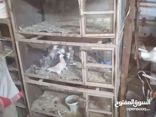 خانات حمام اثنين نضيفات
